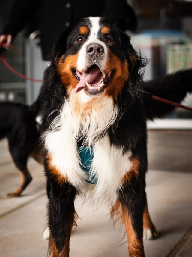 a dog that is standing on a leash