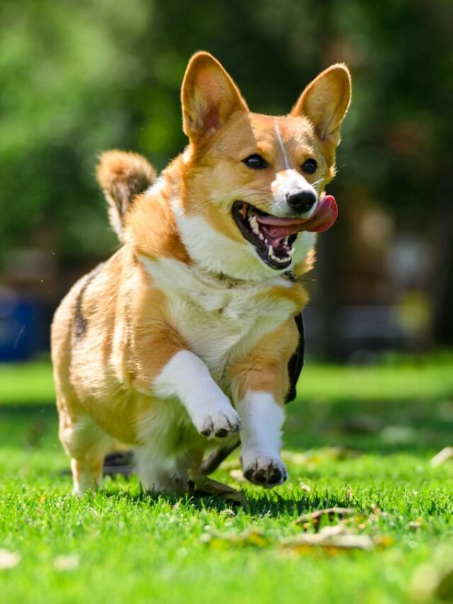 A corgi running in the grass with its mouth open