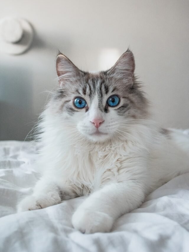 white and brown long fur cat