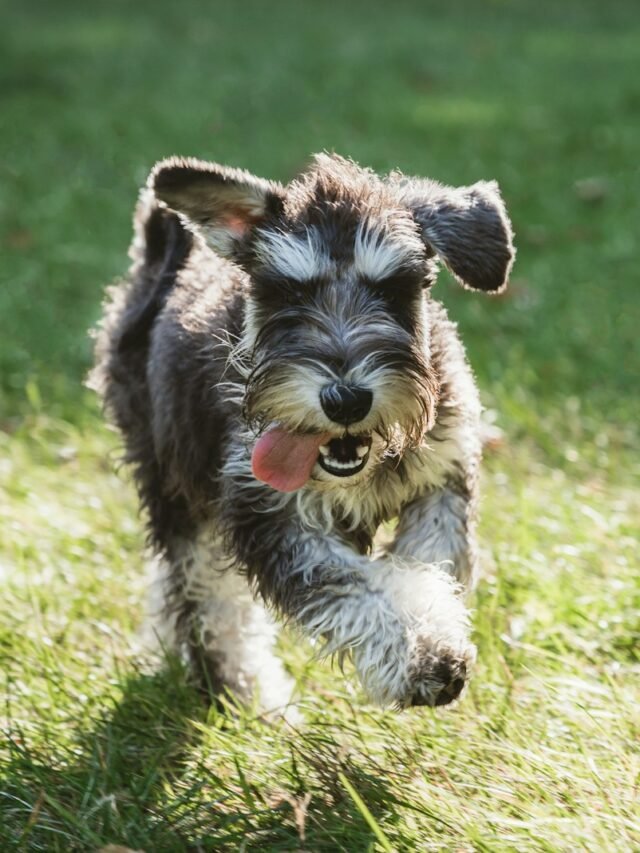 a dog running in the grass