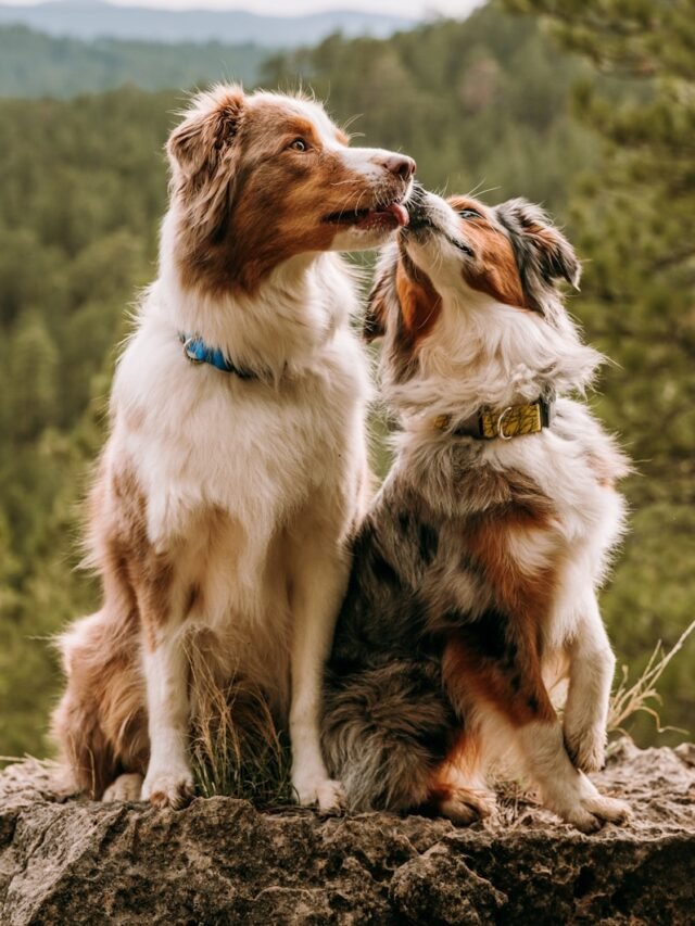 a couple of dogs sitting on top of a rock
