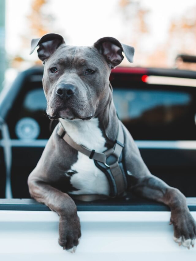 black and white american pitbull terrier puppy