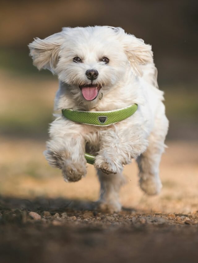 a dog running with a frisbee in its mouth