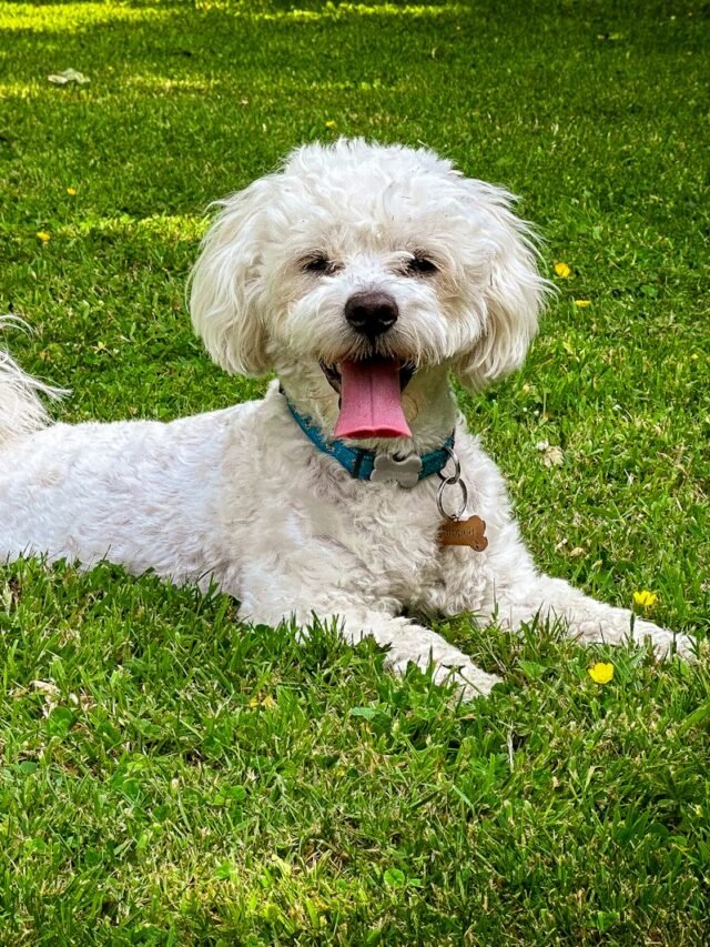 a white dog laying on top of a lush green field
