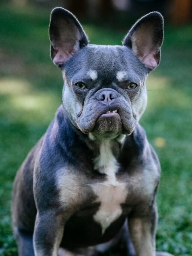 A dog sitting on top of a lush green field